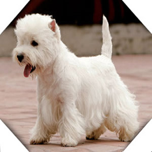 寵物上海進(jìn)口報(bào)關(guān)